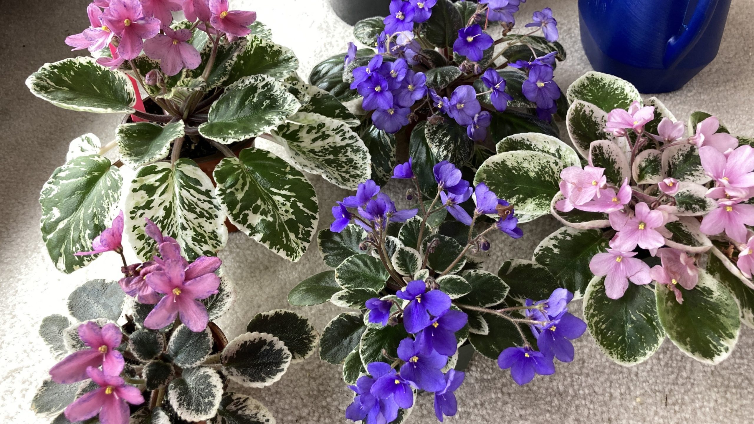 African Violets