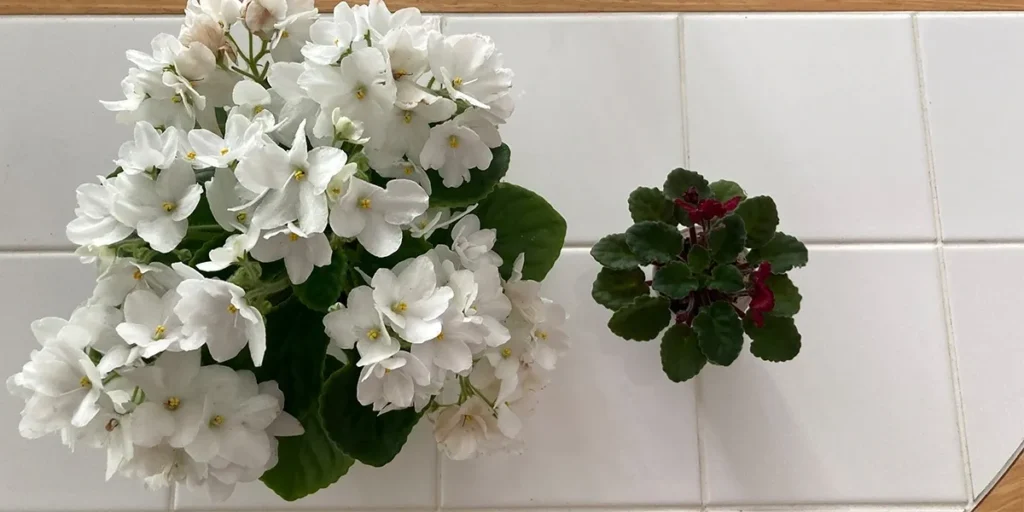 How Lighting Affects African Violet Seed Sowing and Germination