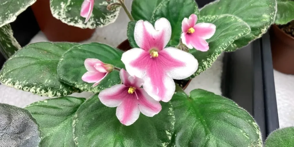 How to Identify Genuine African Violet Seeds: A Buyers Guide