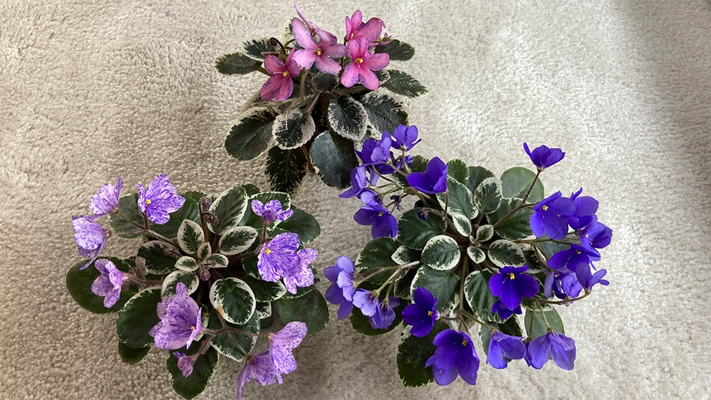 African Violets