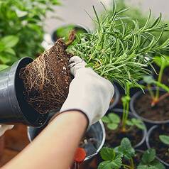 Violet Seeds Start Off Planting